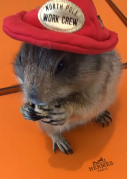 Chuck eating