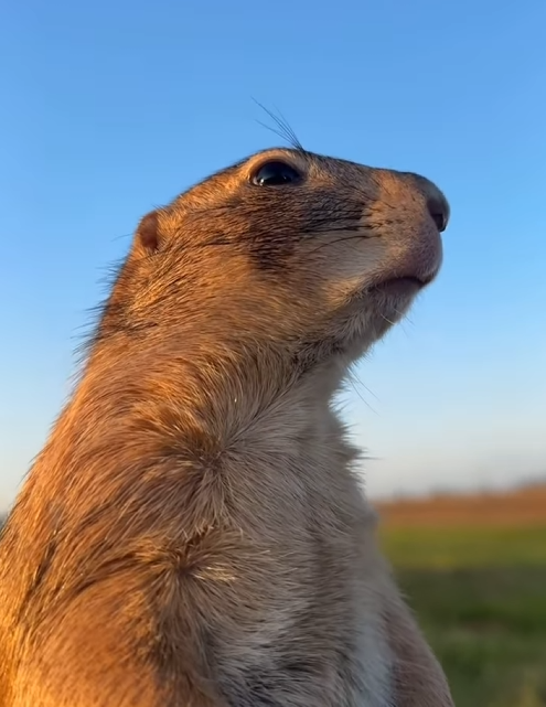 Chuck posing